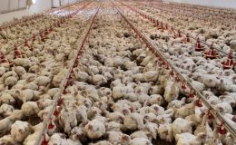 Eskişehir’de 5 mahalleye kuş gribi karantinası