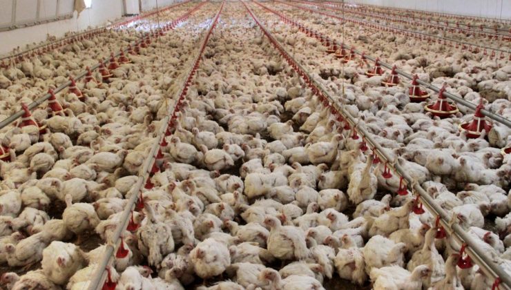 Eskişehir’de 5 mahalleye kuş gribi karantinası