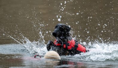 Jandarmanın sahadaki yardımcısı: Hassas burunlu kadavra köpekleri